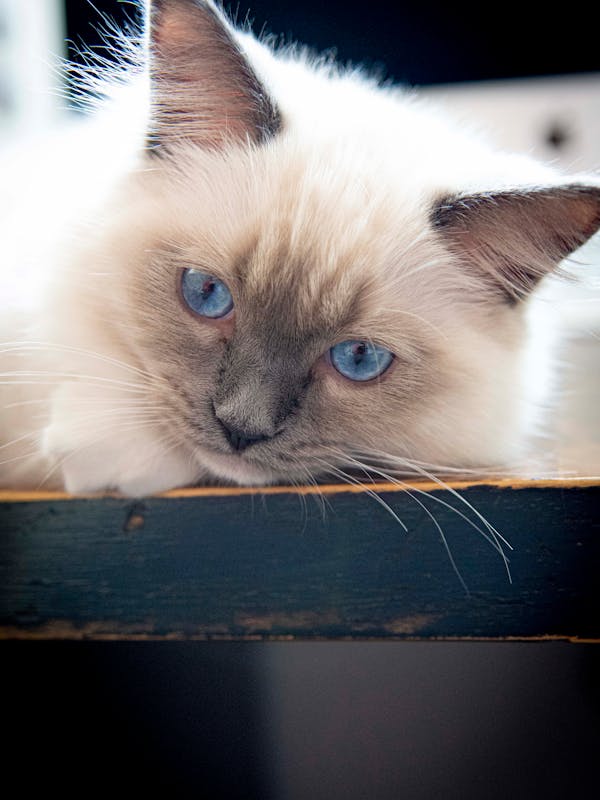 Organza Print V-Neck Dress